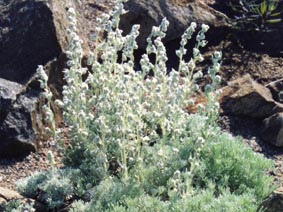 Artemisia alpina